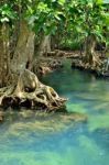 Mangrove Forests2 Stock Photo