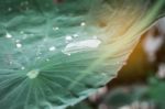 Lotus Leaves And Drops Of Water To Light Stock Photo