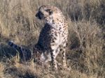 Cheetah In Namibia Stock Photo