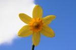 Daffodil Stock Photo