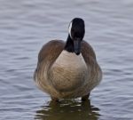 Beautiful Isolated Picture With A Canada Goose In The Lake Stock Photo