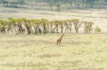 Giraffe In Serengeti National Park Stock Photo