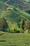 Tea Plantation Stock Photo