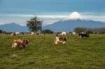 Idyllic Landscape Of Osorno Volcano, Lake Region, Chile Stock Photo