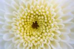 Close Up White Chrysanthemum Morifolium Flower Stock Photo