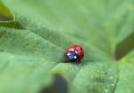 Ladybird Stock Photo