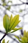 Leaves Stock Photo