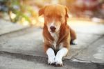 A Cute Brown Dog Lying  On The Foot Path Stock Photo