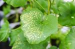 Yong Melon Seeding Damage By Insect Stock Photo