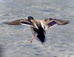 Beautiful Photo Of A Mallard Landing On Ice Stock Photo