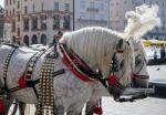 Decorated Horses In Krakow Stock Photo