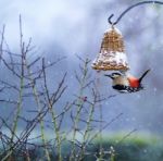 Woodpecker Stock Photo