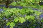 Bluebells In Staffhurst Woods Near Oxted Surrey Stock Photo