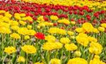 Red And Yellow Tulips Growing In The Flowerbed Stock Photo