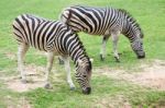 Zebra Stock Photo