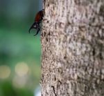 Rhinoceros Beetle Stock Photo