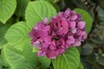 Pink Hydrangea Flower Stock Photo