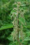 Stinging Nettle Stock Photo