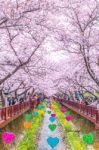 Jinhae,korea - April 4 : Jinhae Gunhangje Festival Is The Largest Cherry Blossom Festival In Korea.tourists Taking Photos Of The Beautiful Scenery Around Jinhae,korea On April 4,2015 Stock Photo