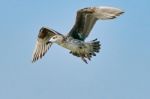 Common Gull In Flight Stock Photo