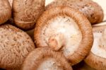 Shiitake Mushrooms Stock Photo