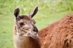 Postcard With A Llama Looking At Camera In A Field Stock Photo