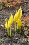 Yellow Skunk Cabbage (lysichiton Americanus) Stock Photo