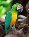 Macaw Bird Stock Photo