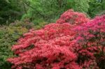 Azaleas In Full Bloom Stock Photo