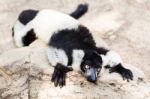 Balck And White Lemur On Rock Stock Photo