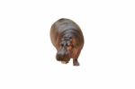 Isolated Hippopotamus On White Background Stock Photo