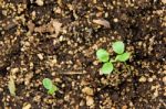 Seeds Sprouting Stock Photo