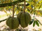 Fresh Durian On Durian Tree In Ease Of Thailand Stock Photo