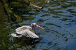 Fuengirola, Andalucia/spain - July 4 : Spot-billed Pelican (pele Stock Photo