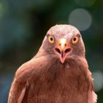 Rufous-winged Buzzard Stock Photo