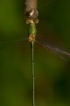 Southern Emerald Damselfly (lestes Barbarus) Insect Stock Photo