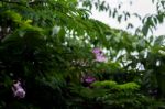 Green Plant With Purple Flowers Stock Photo