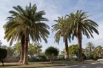 Palm Trees In Park Near Sea Stock Photo