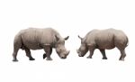 Rhino Isolated White Background Stock Photo