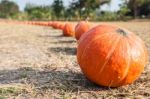 Orange Pumpkins In Row Stock Photo