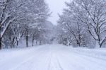 Road And Tree Covered By Snow In Winter Stock Photo