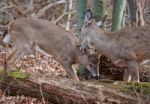 Deer Shows Her Mother's Love Stock Photo