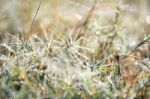 Dew Drop On Grass Stock Photo