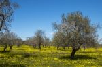 Almond Orchard In A Field Of Yellow Flowers Stock Photo