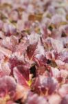 Young Red Coral Salad Plant In Organic Farm Stock Photo