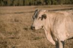 Cow Outside In The Paddock Stock Photo