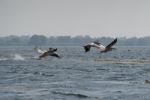 Great White Pelicans (pelecanus Onocrotalus) Flying Over The Dan Stock Photo