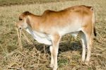 One Brown Calf Graze In The Field On The Farm Stock Photo