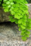 Freshness Adiantum, Black Leaf Stalk Fern Stock Photo