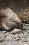 Cape Porcupine Stock Photo